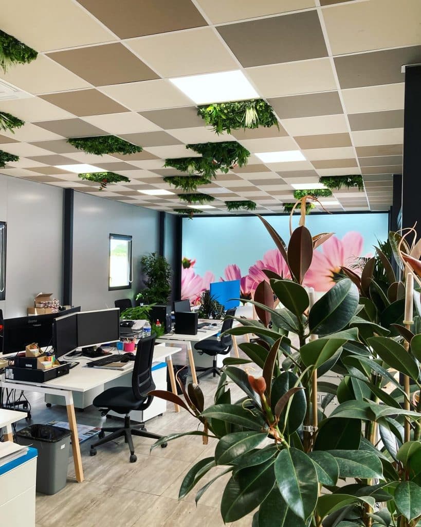 plante d'intérieur Toulouse