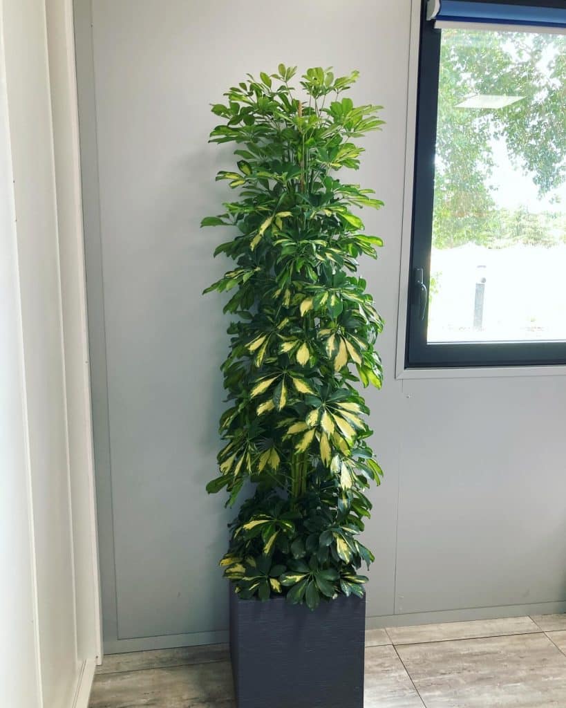 plante d'intérieur toulouse