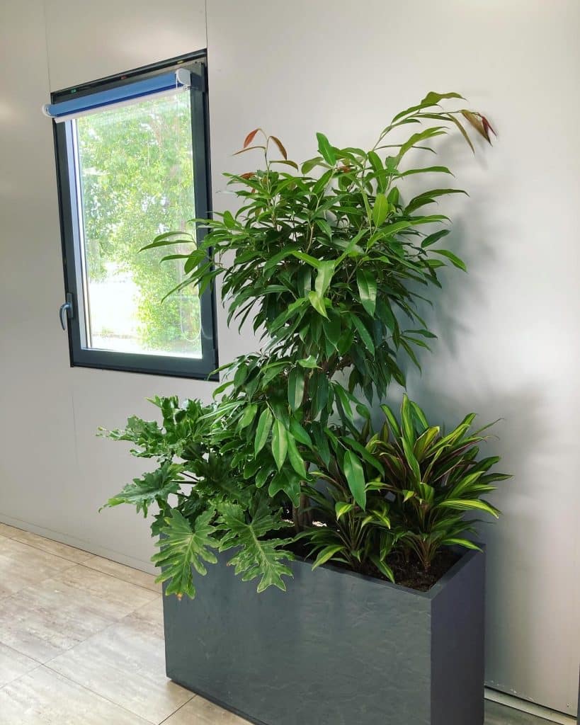 plante d'intérieur toulouse