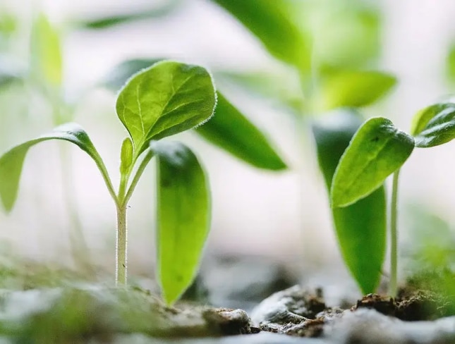 Recrutement paysagiste toulouse