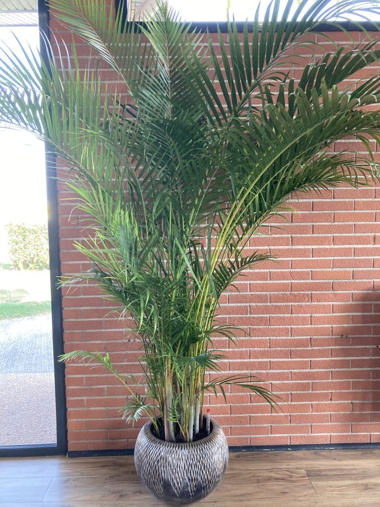 plante intérieur restaurant toulouse