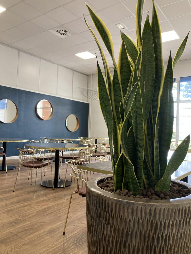 plante intérieur restaurant toulouse