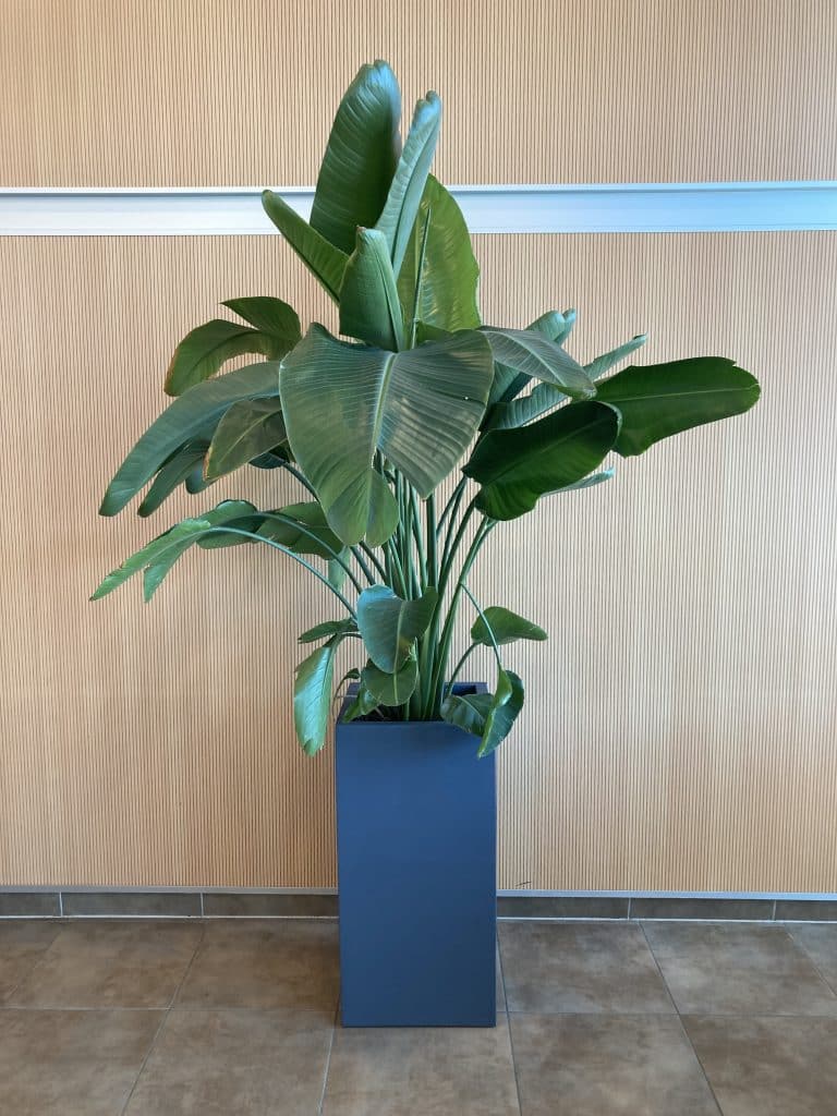 plante intérieur restaurant toulouse