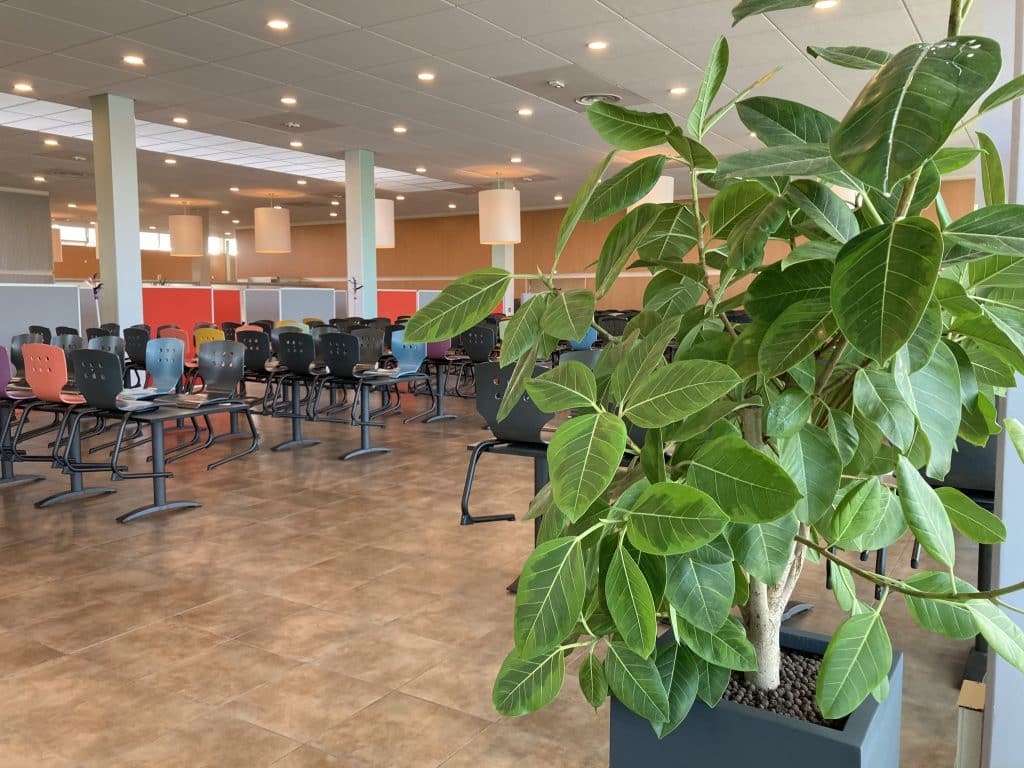 plante intérieur restaurant toulouse