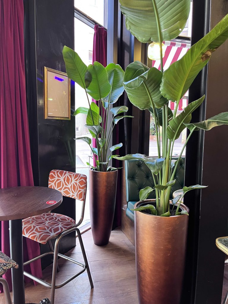 Plantes d’intérieur dans la salle d’un restaurant à Toulouse